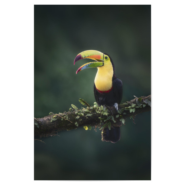 Poster 30x20 cm "Prächtiger Fischertukan" artboxONE - Natur,Tiere - Costa rica,Urwald,Dschungel,Tukan,Sommer,Wildlife,Tropisch,Regenwald,Vogel,Bunt