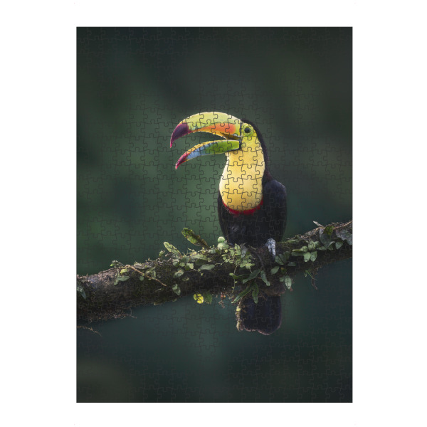 Puzzle Ravensburger "Prächtiger Fischertukan" artboxONE - Natur,Tiere