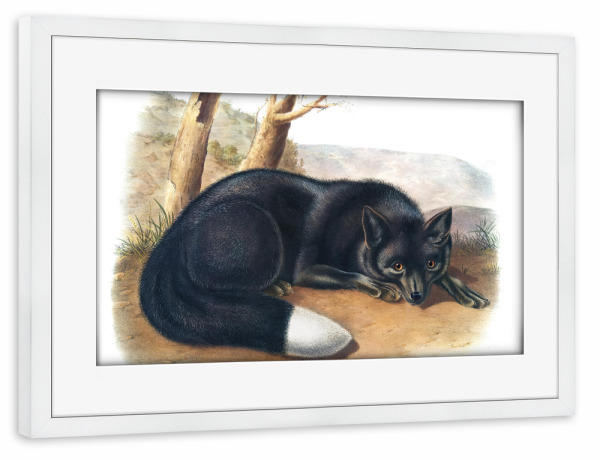 Poster mit Rahmen weiß "Silber Fuchs" artboxONE - Natur,Für Kinder,Tiere,Für Mama,Für Papa