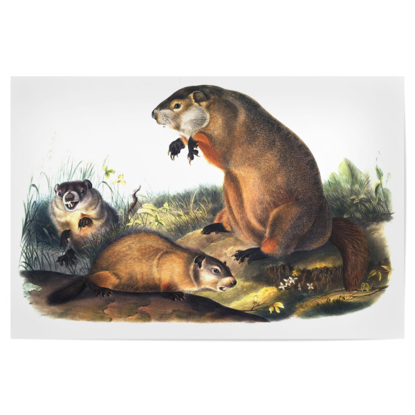 Poster "Murmeltier - Audubon" artboxONE - Natur,Für Kinder,Tiere,Für Mama,Für Papa