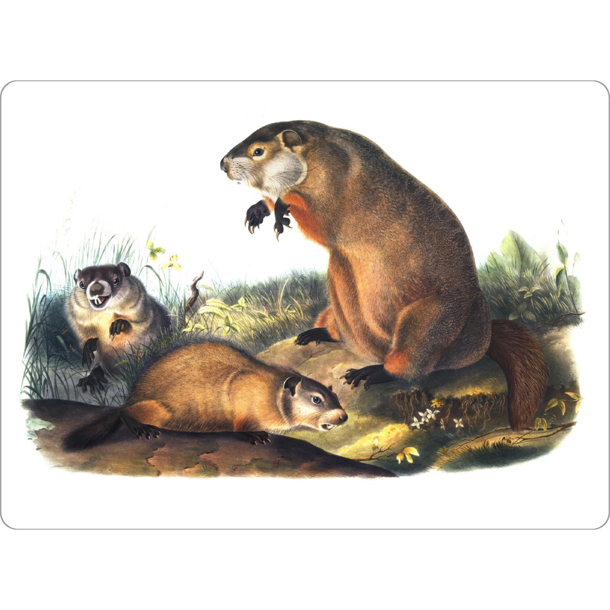 Tischset "Murmeltier - Audubon" artboxONE - Natur,Für Kinder,Tiere,Für Mama,Für Papa