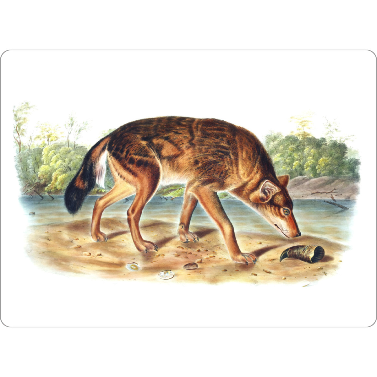 Tischset "Roter texanischer Wolf" artboxONE - Natur,Für Kinder,Tiere,Für Mama,Für Papa