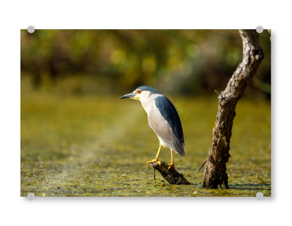 Acrylglasbild "Nachtreiher in den Sümpfen" artboxONE - Natur,Tiere - Nachtreiher,Reiher,Vogel,Donaudelta,Wildlife,Wildnis