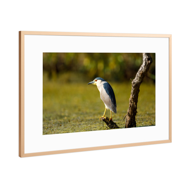 Poster mit Rahmen Kupfer "Nachtreiher in den Sümpfen" artboxONE - Natur,Tiere - Nachtreiher,Reiher,Vogel,Donaudelta,Wildlife,Wildnis