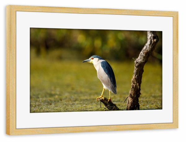 Poster mit Rahmen kiefer "Nachtreiher in den Sümpfen" artboxONE - Natur,Tiere - Nachtreiher,Reiher,Vogel,Donaudelta,Wildlife,Wildnis