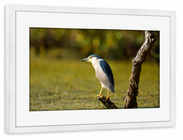 Poster mit Rahmen weiß "Nachtreiher in den Sümpfen" artboxONE - Natur,Tiere - Nachtreiher,Reiher,Vogel,Donaudelta,Wildlife,Wildnis