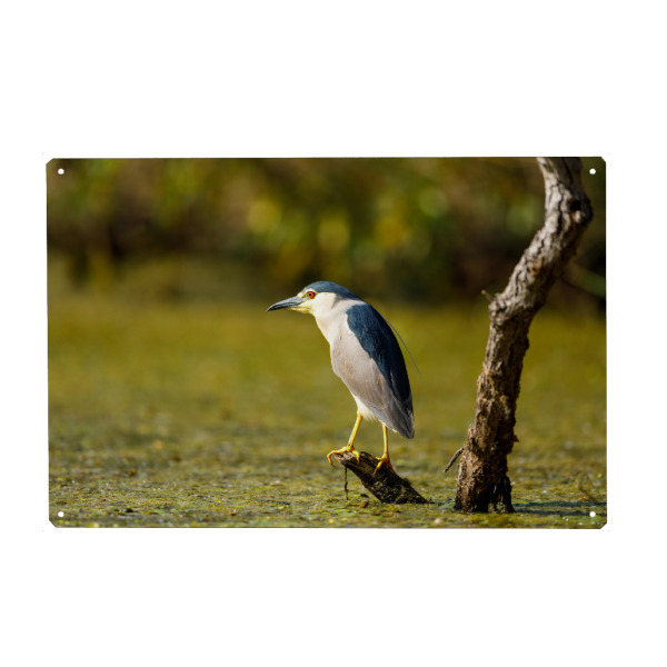 Metall Poster "Nachtreiher in den Sümpfen" artboxONE - Natur,Tiere - Nachtreiher,Reiher,Vogel,Donaudelta,Wildlife,Wildnis - Blechschild