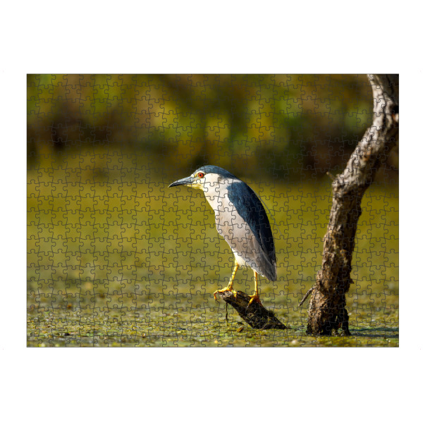 artboxONE Puzzle "Nachtreiher in den Sümpfen" artboxONE - Natur,Tiere - Nachtreiher,Reiher,Vogel,Donaudelta,Wildlife,Wildnis - Bild nachtreiher