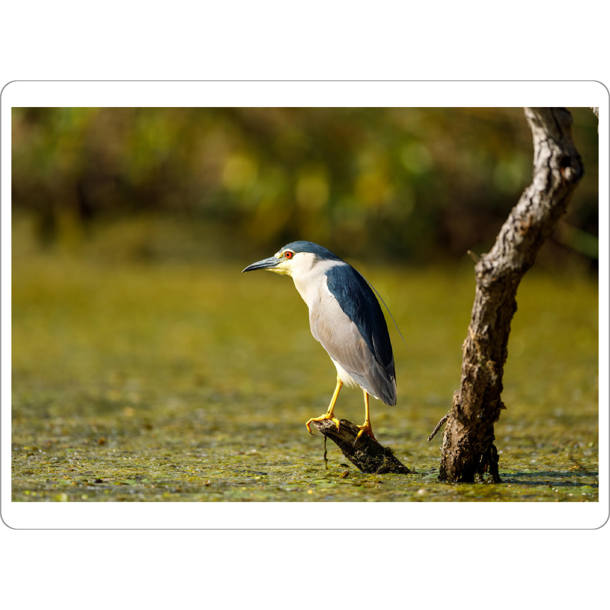 Tischset "Nachtreiher in den Sümpfen" artboxONE - Natur,Tiere - Nachtreiher,Reiher,Vogel,Donaudelta,Wildlife,Wildnis - Bild nachtreiher