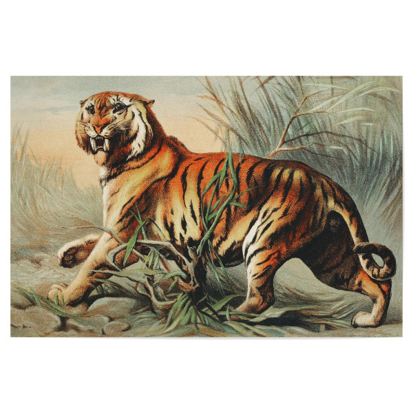 Poster 30x20 cm "Königlicher bengalischer Tiger" artboxONE - Natur,Für Kinder,Tiere,Für Mama,Für Papa