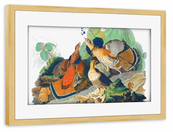 Poster mit Rahmen kiefer "Getrumpftes Grouse" artboxONE - Natur,Für Kinder,Tiere,Für Mama,Für Papa