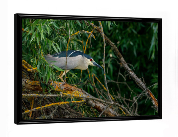 Poster mit schwarzem Rahmen "Ein Nachtreiher" artboxONE - Natur,Tiere - Nachtreiher,Reiher,Vogel,Donaudelta,Wildlife,Wildnis
