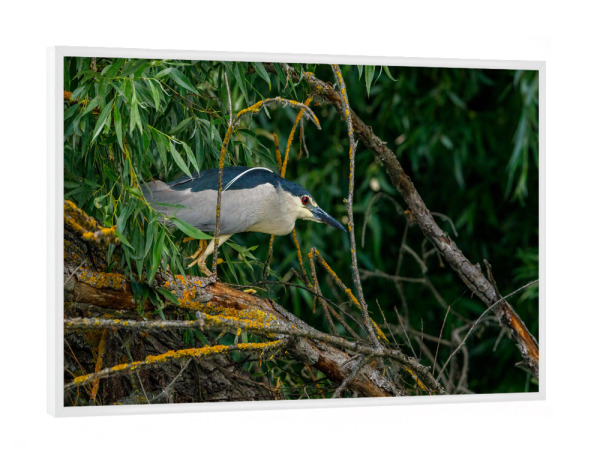 Poster mit weißem Rahmen "Ein Nachtreiher" artboxONE - Natur,Tiere - Nachtreiher,Reiher,Vogel,Donaudelta,Wildlife,Wildnis