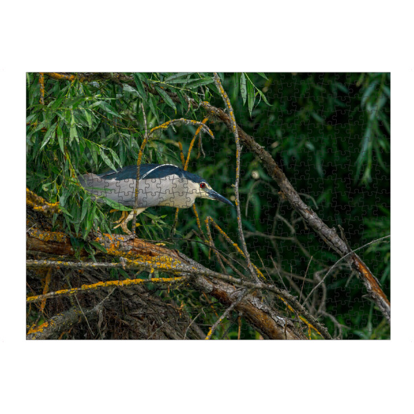 artboxONE Puzzle "Ein Nachtreiher" artboxONE - Natur,Tiere - Nachtreiher,Reiher,Vogel,Donaudelta,Wildlife,Wildnis - Bild nachtreiher