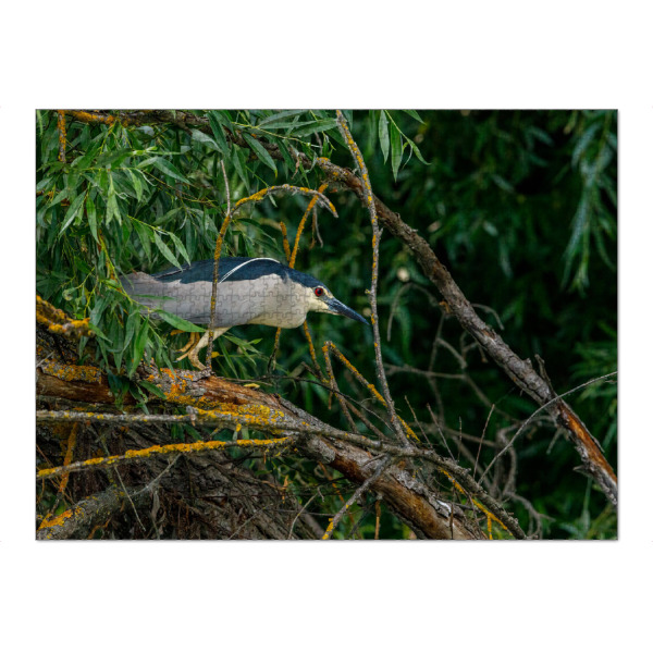 Puzzle Ravensburger "Ein Nachtreiher" artboxONE - Natur,Tiere - Nachtreiher,Reiher,Vogel,Donaudelta,Wildlife,Wildnis - Bild nachtreiher