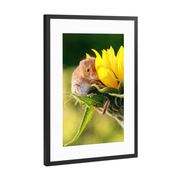 Poster mit Rahmen Schwarz (Metallic) "Sonniger Tag auf einer Blume" artboxONE - Natur,Floral,Tiere