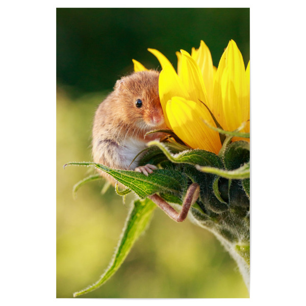 Poster 30x20 cm "Sonniger Tag auf einer Blume" artboxONE - Natur,Floral,Tiere
