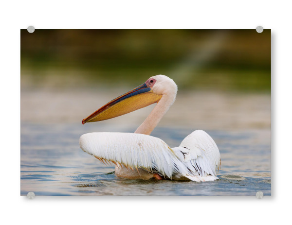 Acrylglasbild "Pelikan" artboxONE - Natur,Tiere - Pelikan,Vogel,Donaudelta,Pelikane,Wildlife,Wildnis,Rosa pelikan