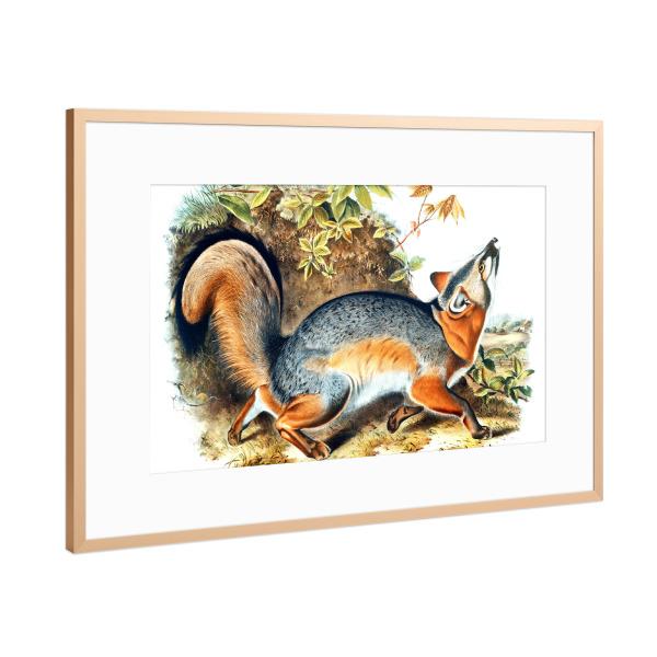 Poster mit Rahmen Kupfer "Grauer Fuchs" artboxONE - Natur,Für Kinder,Tiere,Für Mama,Für Papa