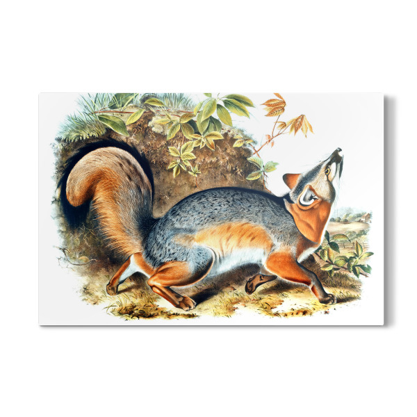 Galerie-Print "Grauer Fuchs" 30x20 cm artboxONE