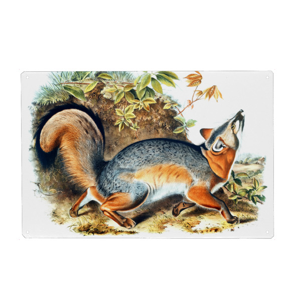 Metall Poster "Grauer Fuchs" artboxONE - Natur,Für Kinder,Tiere,Für Mama,Für Papa