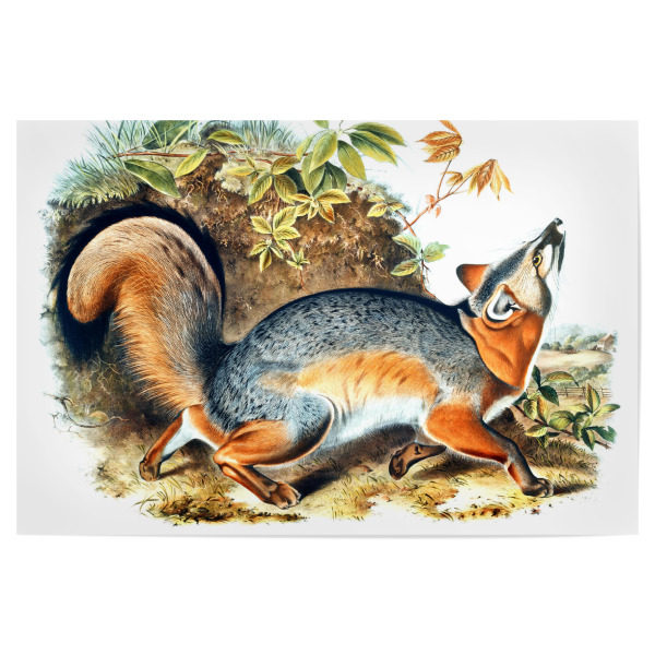 Poster 30x20 cm "Grauer Fuchs" artboxONE - Natur,Für Kinder,Tiere,Für Mama,Für Papa