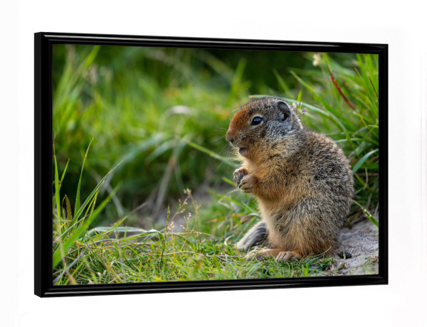 Poster mit schwarzem Rahmen "Arktisches Erdhörnchen" artboxONE - Natur,Tiere