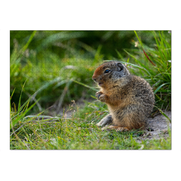 Puzzle Ravensburger "Arktisches Erdhörnchen" artboxONE - Natur,Tiere