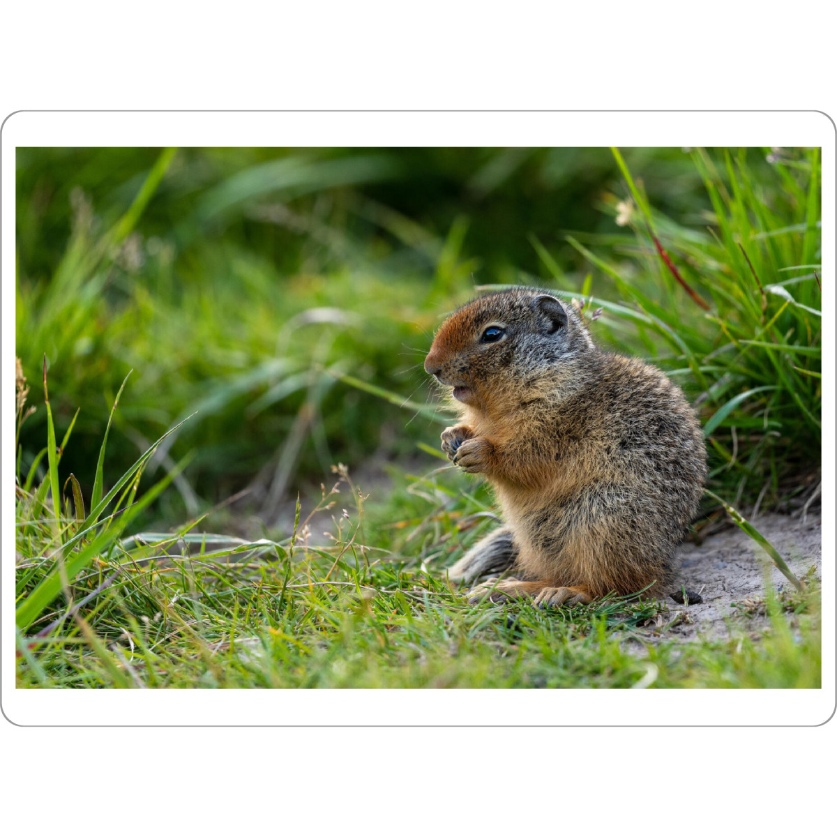 Tischset "Arktisches Erdhörnchen" artboxONE - Natur,Tiere