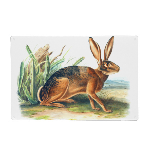 Metall Poster "Californian Hare" artboxONE - Natur,Für Kinder,Tiere,Für Mama,Für Papa