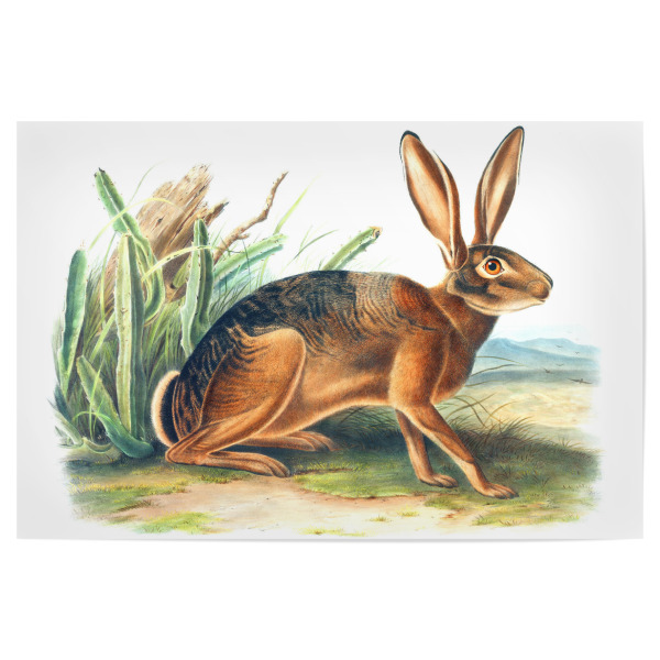 Poster "Californian Hare" artboxONE - Natur,Für Kinder,Tiere,Für Mama,Für Papa