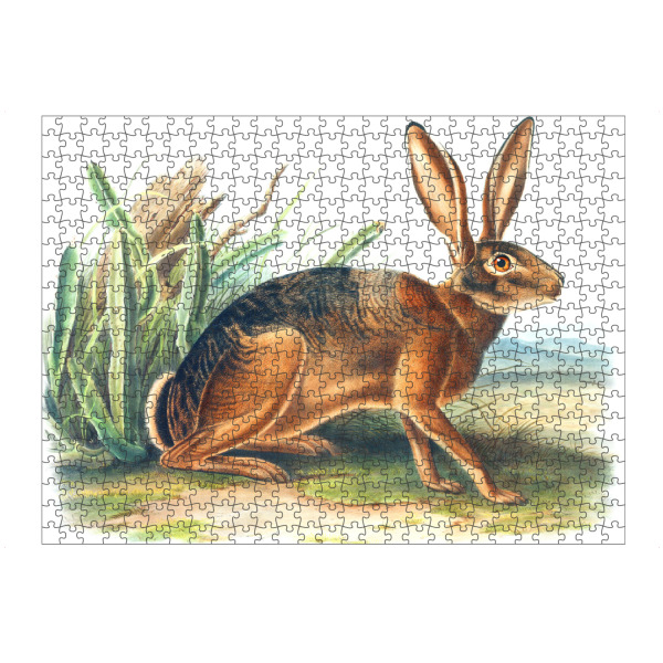 artboxONE Puzzle "Californian Hare" artboxONE - Natur,Für Kinder,Tiere,Für Mama,Für Papa