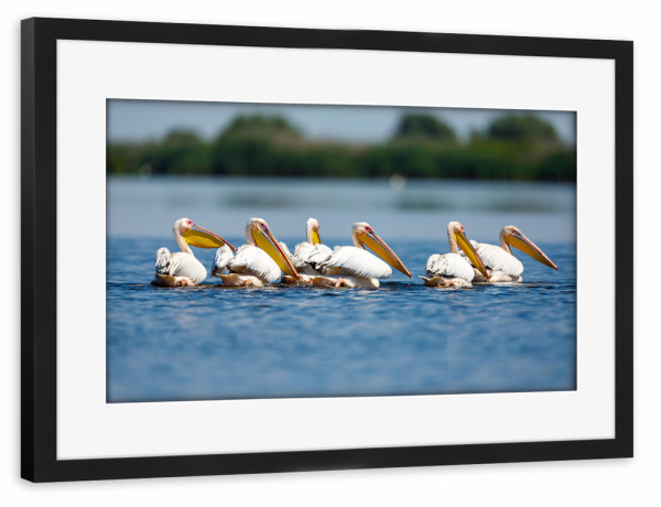Poster mit Rahmen schwarz "Eine Gruppe Pelikane" artboxONE - Natur,Tiere - Pelikan,Vogel,Donaudelta,Pelikane,Wildlife,Wildnis,Rosa pelikan