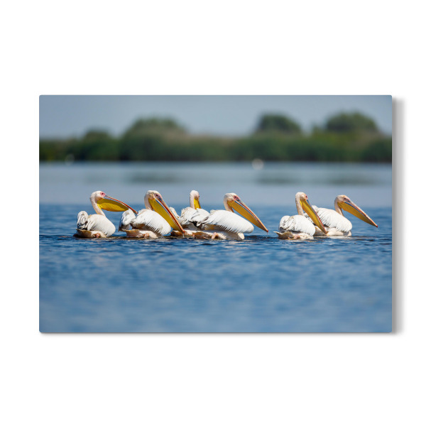 Galerie-Print "Eine Gruppe Pelikane" 30x20 cm artboxONE