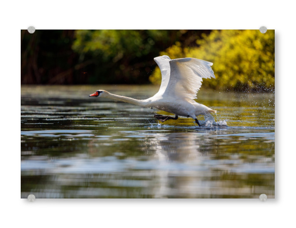 Acrylglasbild "Weißer Schwan im Flug" artboxONE - Natur,Tiere - Schwan,Höckerschwan,Donaudelta,Vogel,Flug,Fliegen,Weißer schwan,Wildlife