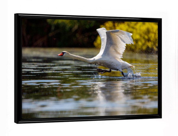 Poster mit schwarzem Rahmen "Weißer Schwan im Flug" artboxONE - Natur,Tiere