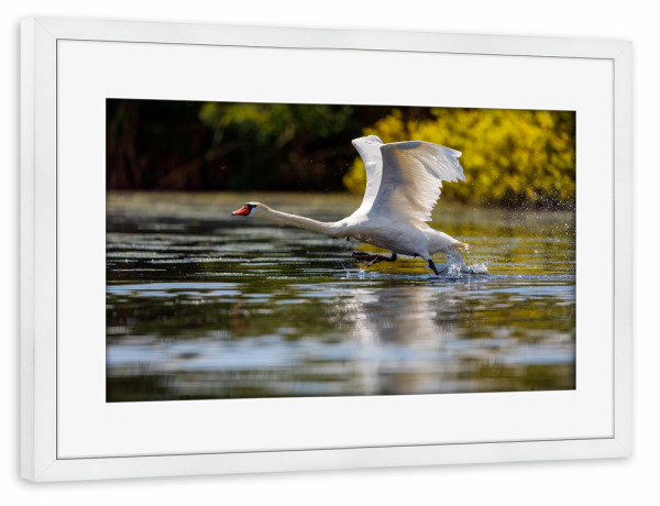 Poster mit Rahmen weiß "Weißer Schwan im Flug" artboxONE - Natur,Tiere - Schwan,Höckerschwan,Donaudelta,Vogel,Flug,Fliegen,Weißer schwan,Wildlife
