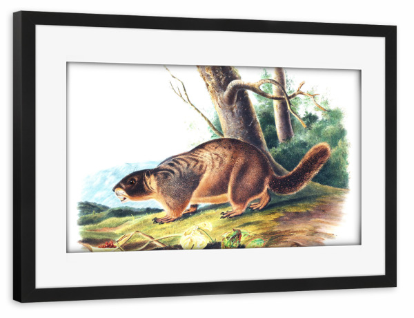 Poster mit Rahmen schwarz "Gelbbauch-Murmeltier" artboxONE - Natur,Für Kinder,Tiere,Für Mama,Für Papa