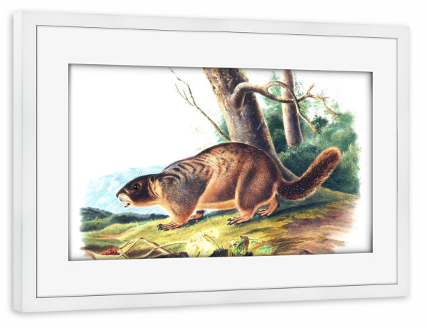 Poster mit Rahmen weiß "Gelbbauch-Murmeltier" artboxONE - Natur,Für Kinder,Tiere,Für Mama,Für Papa