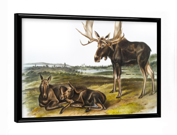 Poster mit schwarzem Rahmen "Elch Hirsch" artboxONE - Natur,Für Kinder,Tiere,Für Mama,Für Papa