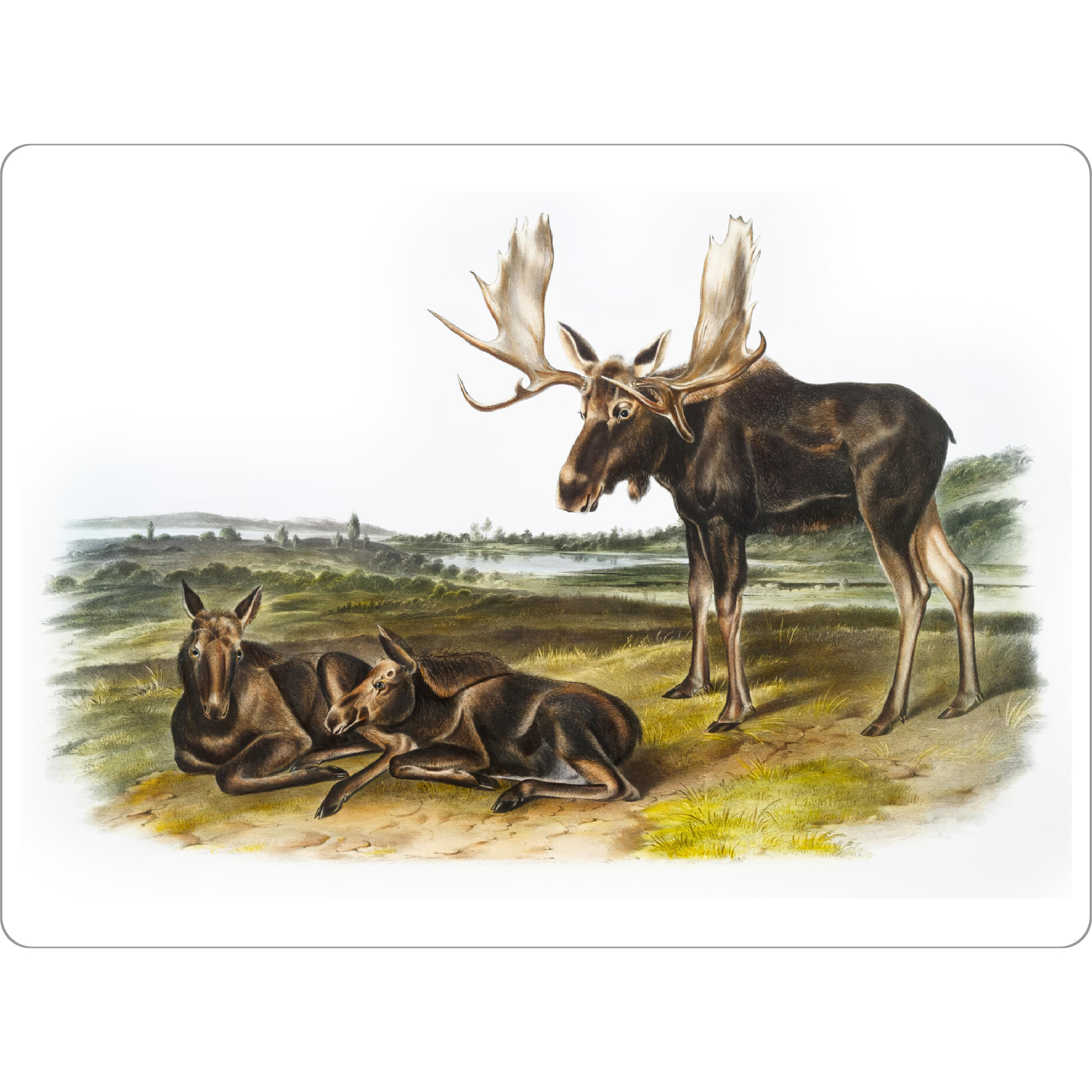 Tischset "Elch Hirsch" artboxONE - Natur,Für Kinder,Tiere,Für Mama,Für Papa