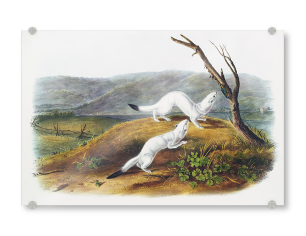 Acrylglasbild "Kleines flinkes Wiesel" artboxONE - Natur,Für Kinder,Tiere,Für Mama,Für Papa