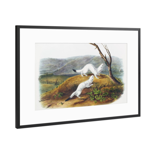 Poster mit Rahmen Schwarz (Metallic) "Kleines flinkes Wiesel" artboxONE - Natur,Für Kinder,Tiere,Für Mama,Für Papa