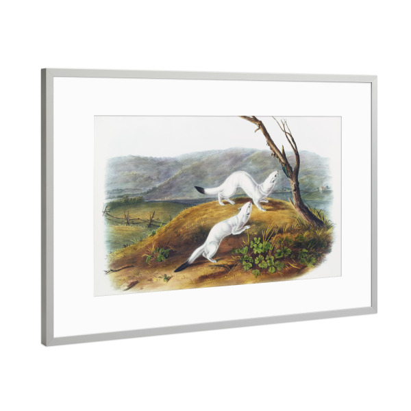 Poster mit Rahmen Silber "Kleines flinkes Wiesel" artboxONE - Natur,Für Kinder,Tiere,Für Mama,Für Papa