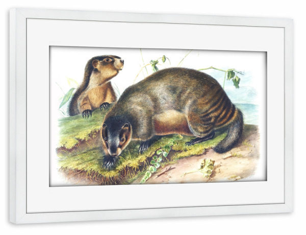 Poster mit Rahmen weiß "Eisgraues Murmeltier" artboxONE - Natur,Für Kinder,Tiere,Für Mama,Für Papa