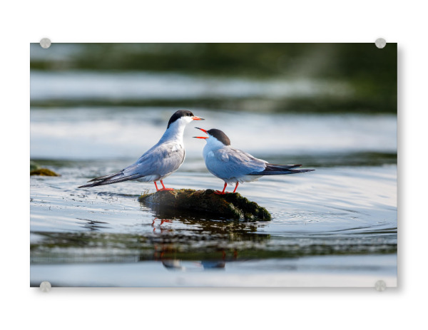Acrylglasbild "Seeschwalben" artboxONE - Natur,Tiere - Seeschwalbe,Vogel,Donaudelta,Wildlife,Wildnis,Küstenseeschwalbe,Schwalbe