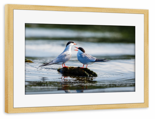 Poster mit Rahmen kiefer "Seeschwalben" artboxONE - Natur,Tiere - Seeschwalbe,Vogel,Donaudelta,Wildlife,Wildnis,Küstenseeschwalbe,Schwalbe