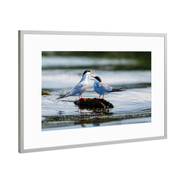 Poster mit Rahmen Silber "Seeschwalben" artboxONE - Natur,Tiere - Seeschwalbe,Vogel,Donaudelta,Wildlife,Wildnis,Küstenseeschwalbe,Schwalbe