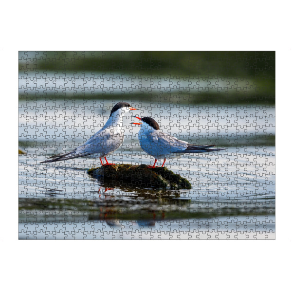 artboxONE Puzzle "Seeschwalben" artboxONE - Natur,Tiere - Seeschwalbe,Vogel,Donaudelta,Wildlife,Wildnis,Küstenseeschwalbe,Schwalbe