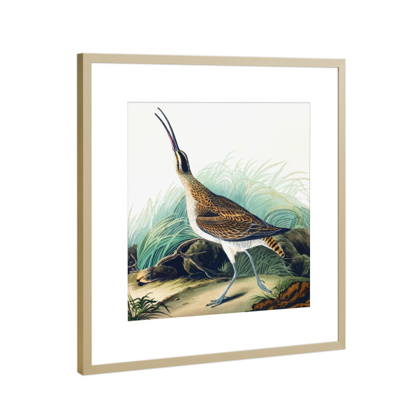 Poster mit Rahmen Gold "Hudsonischer Brachvogel" artboxONE - Natur,Für Kinder,Tiere,Für Mama,Für Papa